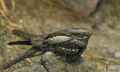 Обыкновенный козодой фото (Caprimulgus europaeus) - изображение №1688 onbird.ru.<br>Источник: www.petandanimals.com